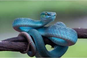light blue snake on branch
